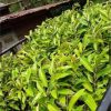 bibit durian bawor superunggul Sumatra Barat