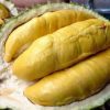 bibit durian montong okulasi unggul Sumatra Utara