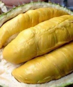 bibit durian montong okulasi unggul Sumatra Utara