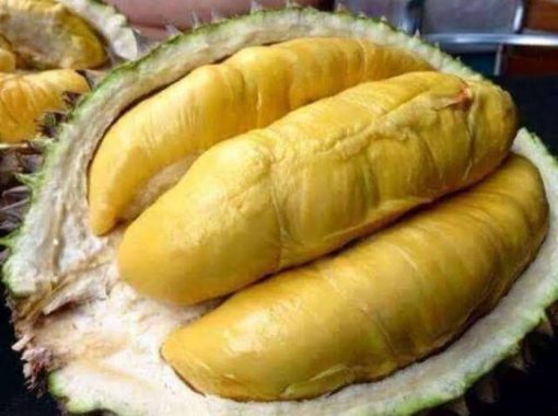 bibit durian montong okulasi unggul Sumatra Utara