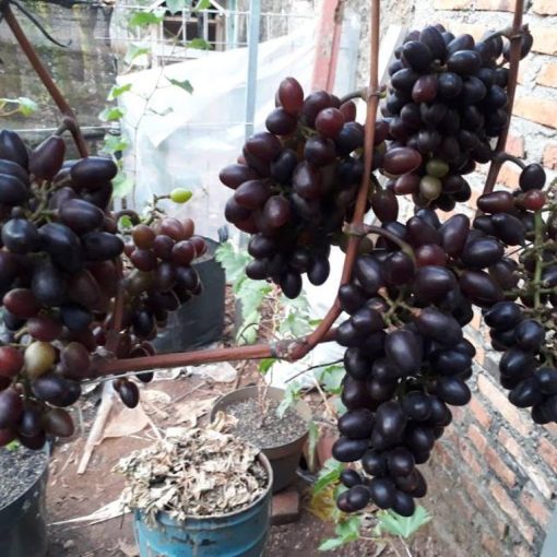 Bibit Anggur Import Akademik Academician Pam Dzheneetopv Ak Avidzba Grafting Palangkaraya