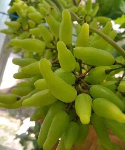 Bibit Anggur Import Banana Tidore Kepulauan