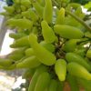 Bibit Anggur Import Banana Bangka Belitung