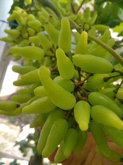 Bibit Anggur Import Banana Bangka Belitung