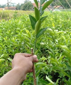 Bibit jeruk sunkist manis murah Sulawesi Utara