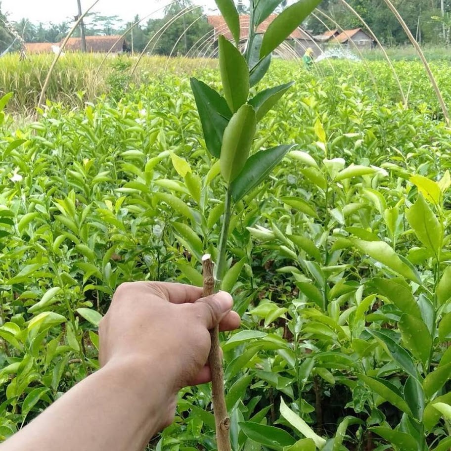 Gambar Produk Bibit jeruk sunkist manis murah Sulawesi Utara