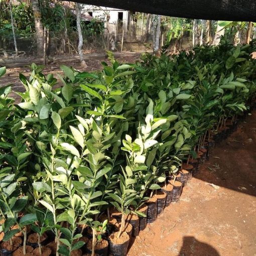 Bibit jeruk sunkist manis murah Jawa Tengah