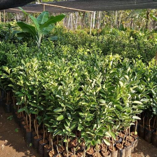 Bibit jeruk sunkist manis murah Sungai Penuh