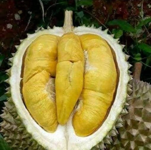 Bibit Durian Musangking Sulawesi Utara