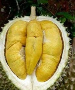 Bibit Durian Musangking Pontianak