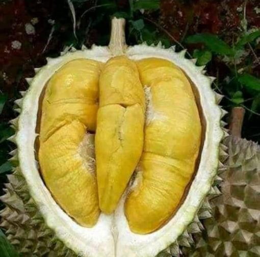Bibit Durian Musangking Nusa Tenggara Barat