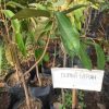 Bibit durian merah banyuwangi hasil okulasi Kalimantan Timur