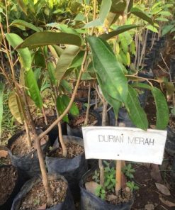 Bibit durian merah banyuwangi hasil okulasi Kalimantan Timur