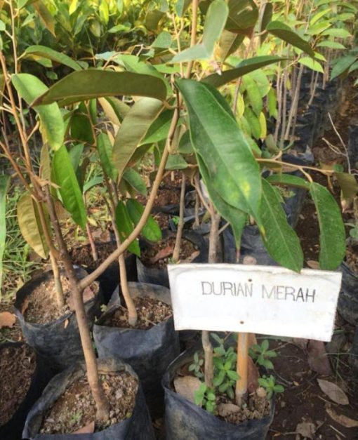 Bibit durian merah banyuwangi hasil okulasi Sumatra Utara