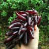 Bibit Anggur Import Jenis Jari Jari Super Palu