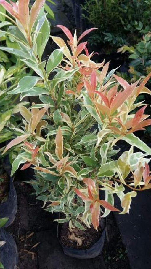 bibit tanaman pucuk merah variegata Jawa Tengah