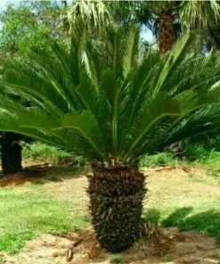 tanaman hias palem sikas ukuran kecil pohon sikas tanaman hias Kalimantan Timur