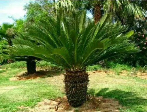 tanaman hias palem sikas ukuran kecil pohon sikas tanaman hias Kalimantan Timur