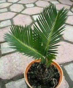tanaman hias palem sikas ukuran kecil pohon sikas tanaman hias Kalimantan Selatan
