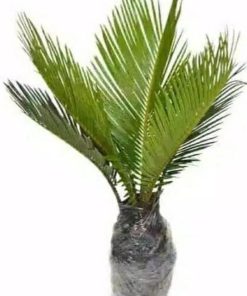 tanaman hias palem sikas ukuran kecil pohon sikas tanaman hias Mataram