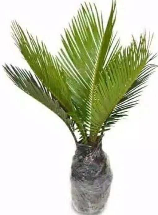 tanaman hias palem sikas ukuran kecil pohon sikas tanaman hias Mataram