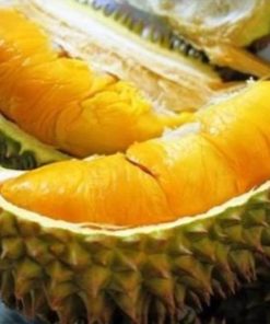 bibit durian musangking unggul bisa buah dalam pot Jambi