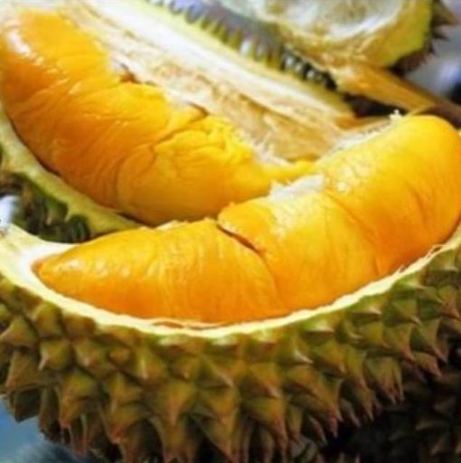 bibit durian musangking unggul bisa buah dalam pot Jambi