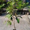 bibit durian musangking kaki 3 1m up Bali
