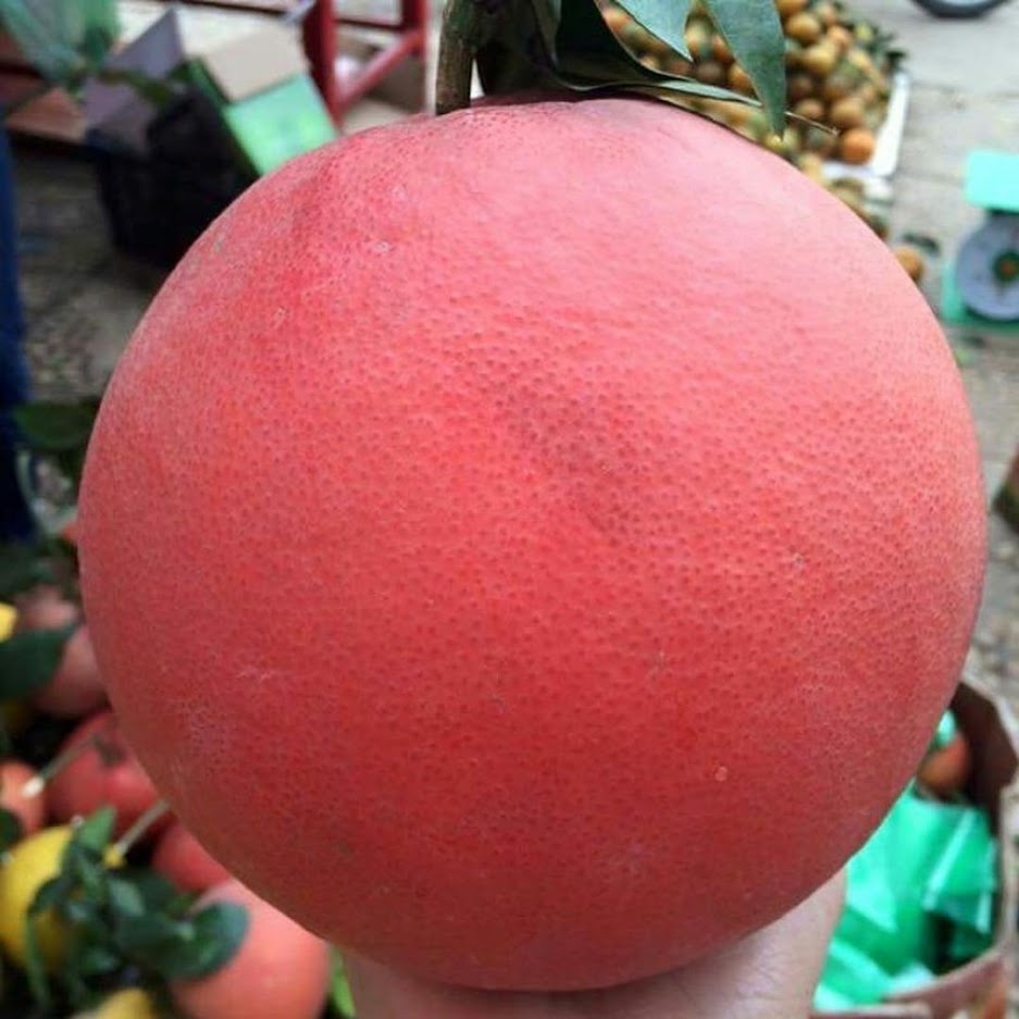 Gambar Produk Bibit Jeruk Red Pamelo Samarinda