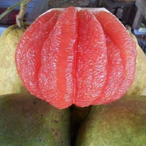 Bibit Jeruk Red Pamelo Sumatra Barat