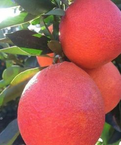 Bibit Jeruk Red Pamelo Kepulauan Riau