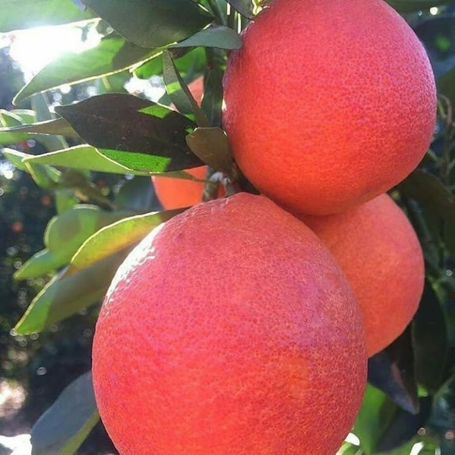 Gambar Produk Bibit Jeruk Red Pamelo Kepulauan Riau