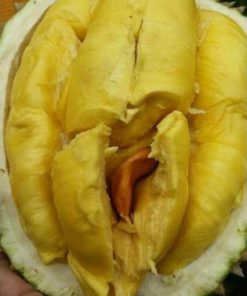 bibit tanaman durian bawor kaki 3 okulasi Maluku
