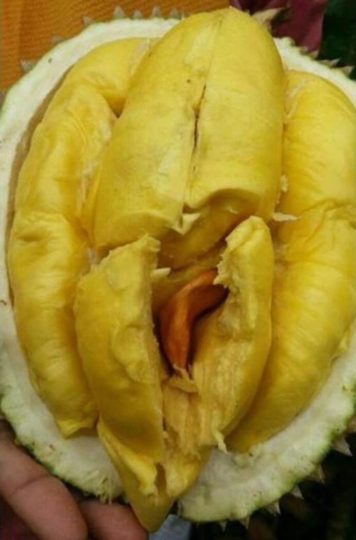 bibit tanaman durian bawor kaki 3 okulasi Maluku