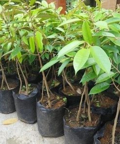 bibit tanaman durian bawor kaki 3 okulasi Jawa Tengah