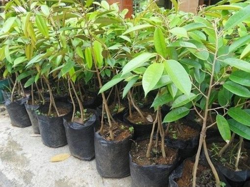 bibit tanaman durian bawor kaki 3 okulasi Jawa Tengah
