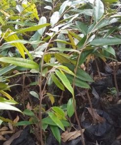 bbit durian montong cepat berbuah Bitung
