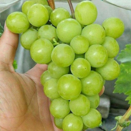 Bibit anggur impor superior BISA COD Kalimantan Timur