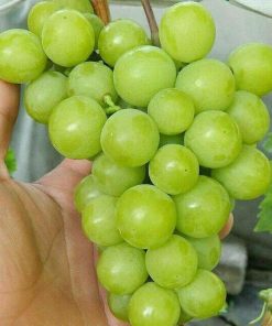 Bibit anggur impor superior BISA COD Nusa Tenggara Timur