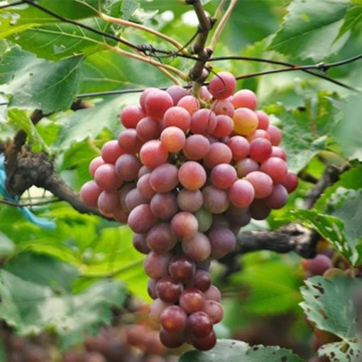 Bibit Tanaman Buah Anggur Red Prince Nusa Tenggara Barat