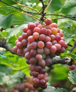 Bibit Tanaman Buah Anggur Red Prince Jawa Barat