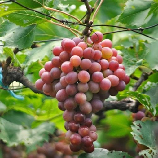 Bibit Tanaman Buah Anggur Red Prince Jawa Barat