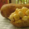 Bibit Tanaman Buah Cempedak Durian Maluku