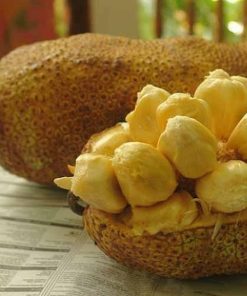 Bibit Tanaman Buah Cempedak Durian Maluku