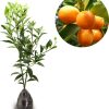 Bibit Tanaman Buah Jeruk Nagami Nagami Kumquat Ambon