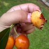 Bibit Tanaman Buah Sawo Kecik Singkawang