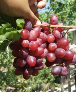 Bibit anggur import ninel hasil grafting Jawa Timur