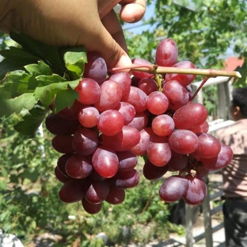 Bibit anggur import ninel hasil grafting Kupang