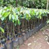 Bibit Durian Kaki 3 Jenis Bervariasi bibit buah bibit tanaman bibit durian Tasikmalaya