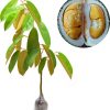Bibit Tanaman Buah Durian Duri Hitam Banjar